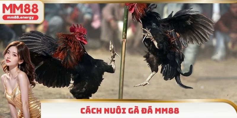 Cách nuôi gà đá MM88