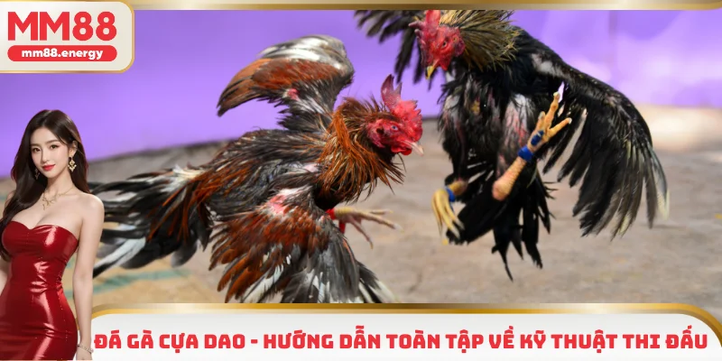 Đá gà cựa dao