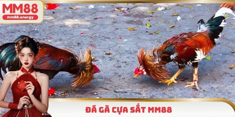 Đá gà cựa sắt